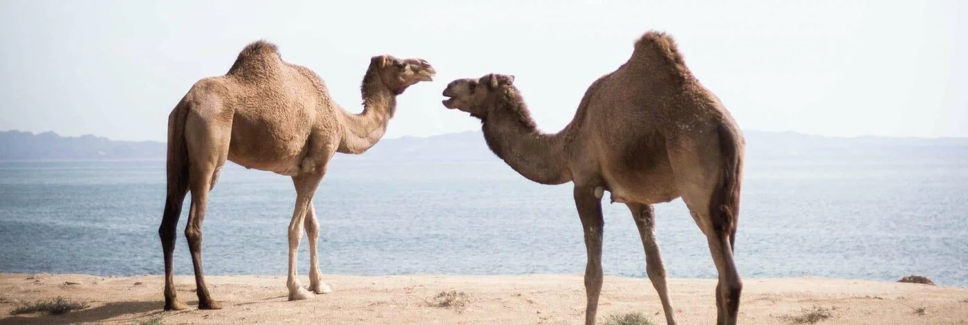Two camels